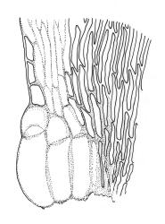 Sematophyllum jolliffii, alar cells. Drawn from G. Marie Taylor s.n., 14 Dec. 1989, CHR 462110.
 Image: R.C. Wagstaff © Landcare Research 2016 
